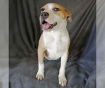 Small #1 American Staffordshire Terrier