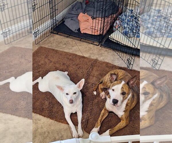 Medium Photo #4 Jack Russell Terrier-Unknown Mix Puppy For Sale in Katy, TX, USA