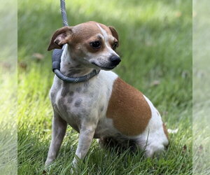 MARY JANE - Female Chihuahua Dog for Adoption - Photo #2