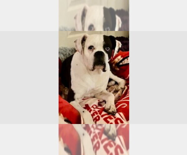 Medium Photo #1 Boxer Puppy For Sale in Austin, TX, USA