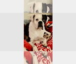 Small Boxer
