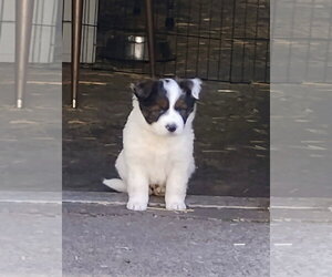 Mutt Dogs for adoption in Polson, MT, USA