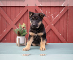 Puppy 2 German Shepherd Dog