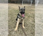 Small #1 German Shepherd Dog