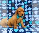 Small Photo #4 Labrador Retriever Puppy For Sale in QUARRYVILLE, PA, USA