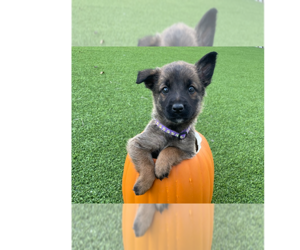 Medium Photo #1 Mutt Puppy For Sale in Imlay City, MI, USA