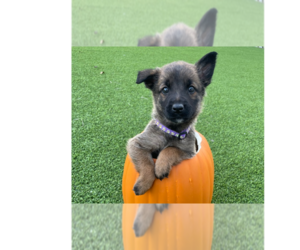 Mutt Dogs for adoption in Imlay City, MI, USA