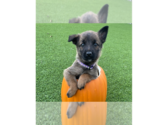 Hallowed Harvest - Batwing - Located in Florida - Male Mutt Dog for Adoption - Small photo