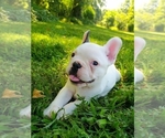 Small Photo #4 French Bulldog Puppy For Sale in LINDEN, TN, USA