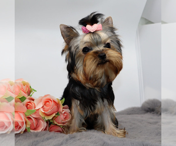 Medium Photo #4 Yorkshire Terrier Puppy For Sale in LOS ANGELES, CA, USA