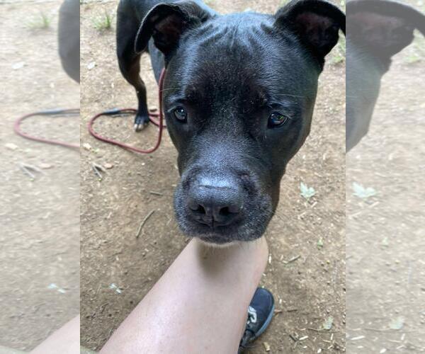 Medium Photo #3 American Staffordshire Terrier-Unknown Mix Puppy For Sale in Front Royal, VA, USA