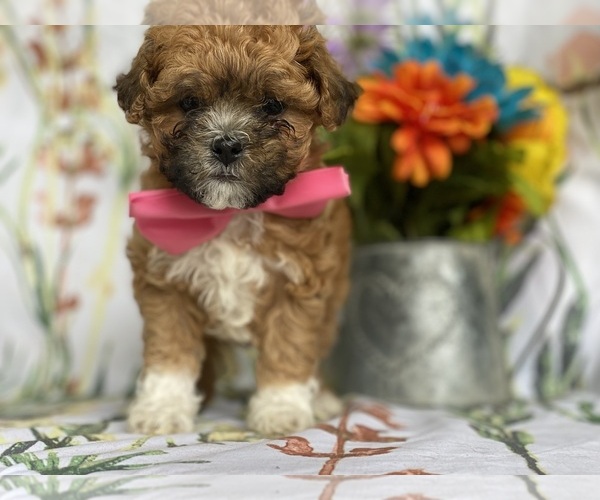 Medium Photo #3 Shih-Poo Puppy For Sale in LANCASTER, PA, USA