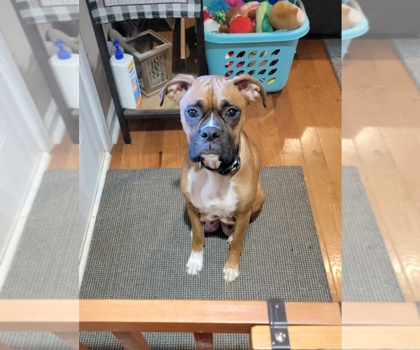Medium Photo #1 Boxer Puppy For Sale in BENTONVILLE, VA, USA