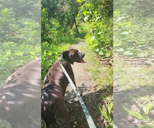 Bucky (8yo, 99lbs) - Male Mutt Dog for Adoption - Photo #8