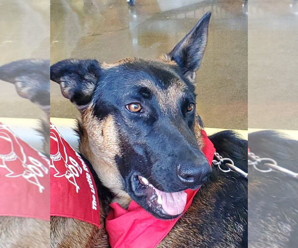 Medium Photo #17 German Shepherd Dog-Unknown Mix Puppy For Sale in Lake Forest, CA, USA