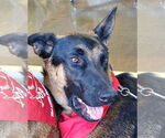 Small #16 German Shepherd Dog Mix