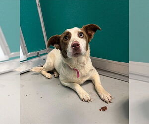 Siberian Husky-Unknown Mix Dogs for adoption in Oklahoma City, OK, USA