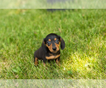 Small #7 Dachshund