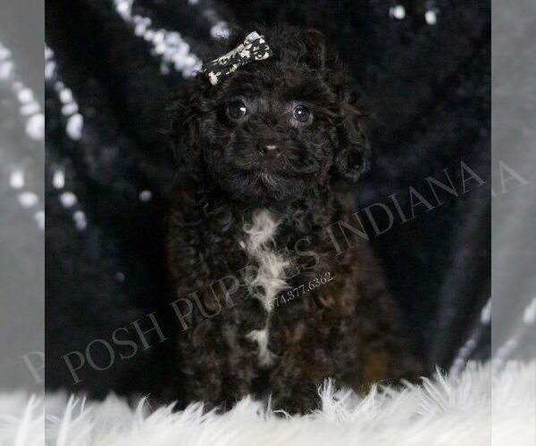 Medium Photo #5 Poodle (Toy) Puppy For Sale in WARSAW, IN, USA