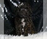 Small #4 Poodle (Toy)