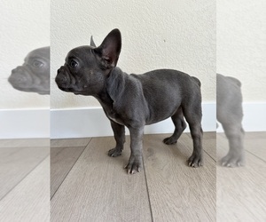 French Bulldog Puppy for sale in BAKERSFIELD, CA, USA