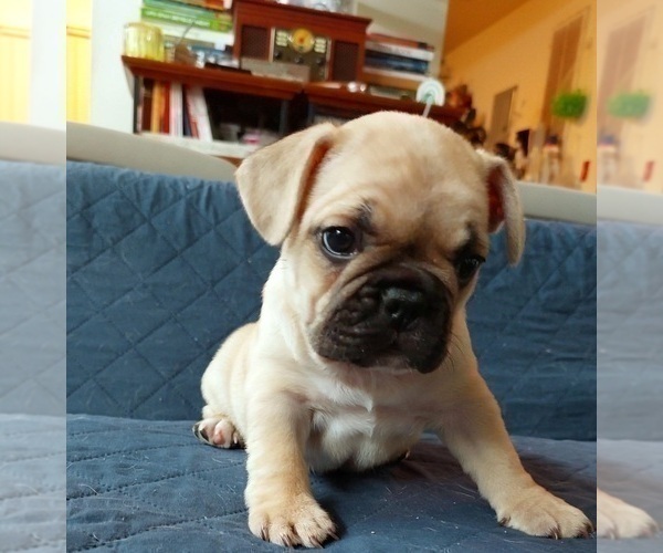 Medium Photo #33 French Bulldog Puppy For Sale in MANHATTAN, NY, USA