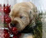 Small Photo #45 Golden Retriever Puppy For Sale in RICHMOND, TX, USA