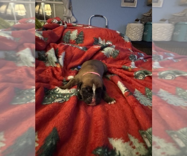 Medium Photo #9 Boxer Puppy For Sale in CHESTERFIELD, VA, USA