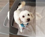 Small #1 Maltipoo
