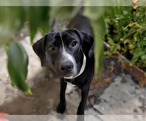 Plott Hound-Unknown Mix Dogs for adoption in Tulsa, OK, USA