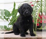 Small Photo #3 Labradoodle Puppy For Sale in NARVON, PA, USA