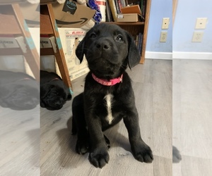 Medium Labrador Retriever Mix