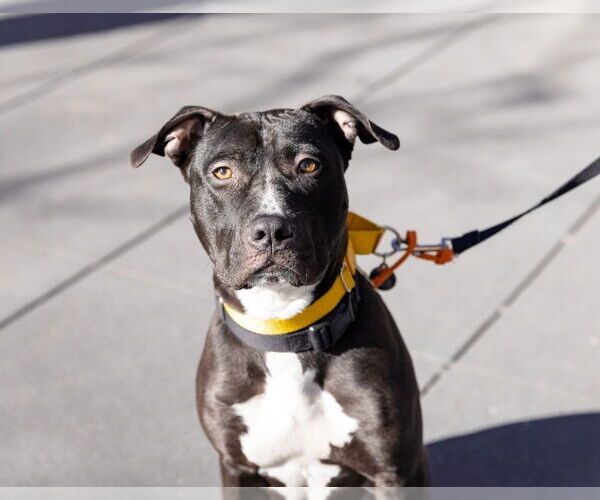 Medium Photo #1 American Staffordshire Terrier Puppy For Sale in Sayreville, NJ, NJ, USA