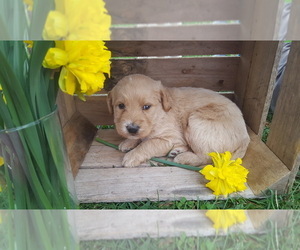 Labradoodle Puppy for sale in MILLMONT, PA, USA