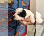 Small #12 Pembroke Welsh Corgi-Poodle (Miniature) Mix