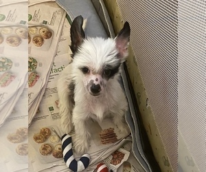 Chinese Crested Puppy for sale in MIAMI, FL, USA