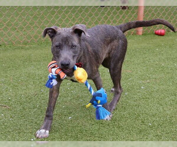 Medium Photo #6 Mutt Puppy For Sale in Rockaway, NJ, USA