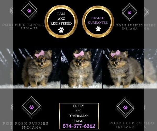 Medium Photo #2 Pomeranian Puppy For Sale in WARSAW, IN, USA