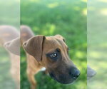 Small #1 Redbone Coonhound