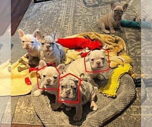 French Bulldog Puppy for sale in HESPERIA, CA, USA