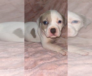 American Bully Puppy for Sale in JASPER, Georgia USA