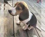 Puppy Tiny Beagle