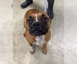 Boxer-Staffordshire Bull Terrier Mix Dogs for adoption in Pierceton , IN, USA