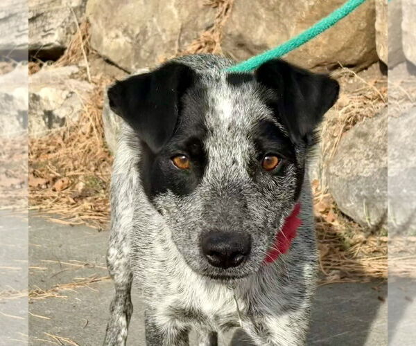 Medium Photo #4 Mutt Puppy For Sale in Sandy, UT, USA