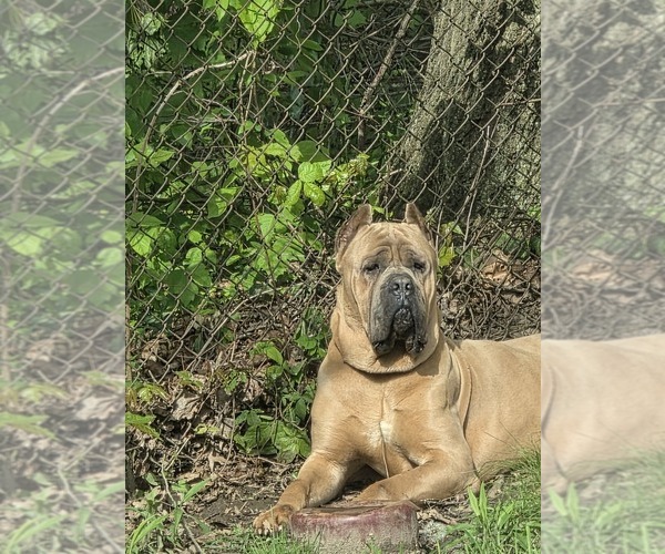 Medium Photo #1 Cane Corso Puppy For Sale in AKRON, OH, USA