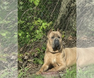 Father of the Cane Corso puppies born on 06/19/2026
