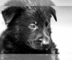 Small Photo #15 German Shepherd Dog Puppy For Sale in JERSEY CITY, NJ, USA