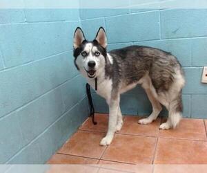 Siberian Husky Dogs for adoption in Downey, CA, USA