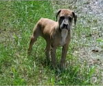 Small #3 American Pit Bull Terrier Mix