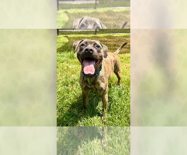 Medium Photo #1 Mutt Puppy For Sale in Weaverville, NC, USA